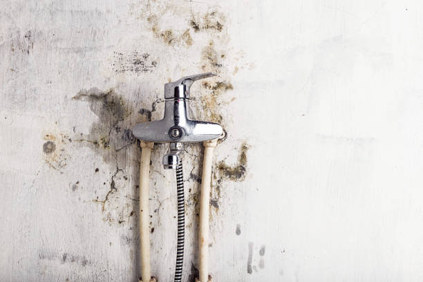 Office Mold Removal Services in Camp Springs, MD