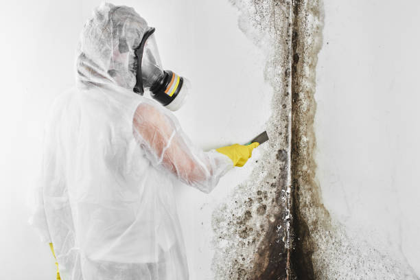 Best Mold Removal Specialists  in Camp Springs, MD
