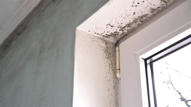 Best Black Mold Removal  in Camp Springs, MD