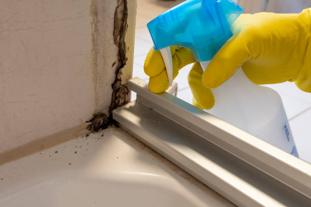 Best Attic Mold Removal  in Camp Springs, MD