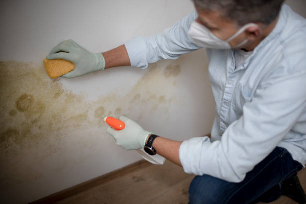 Best Mold Removal Near Me  in Camp Springs, MD
