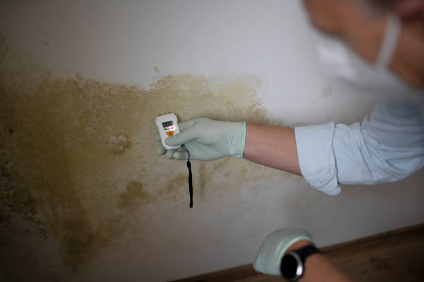 Best Mold Testing and Removal  in Camp Springs, MD
