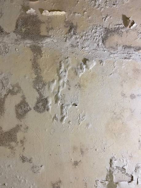 Best Fast Mold Removal  in Camp Springs, MD