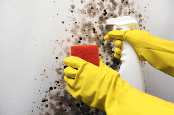 Best Crawl Space Mold Removal  in Camp Springs, MD