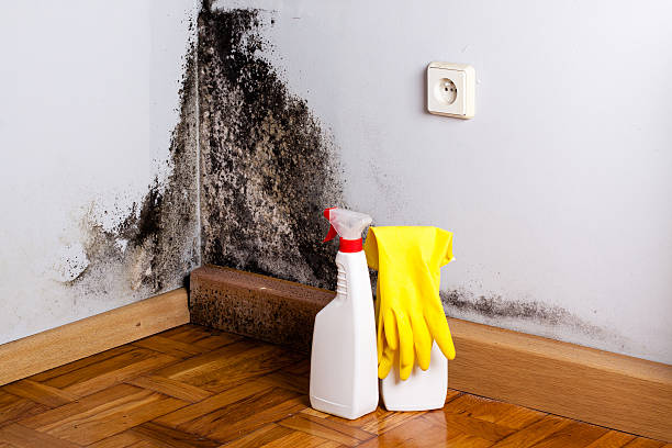 Best Office Mold Removal Services  in Camp Springs, MD