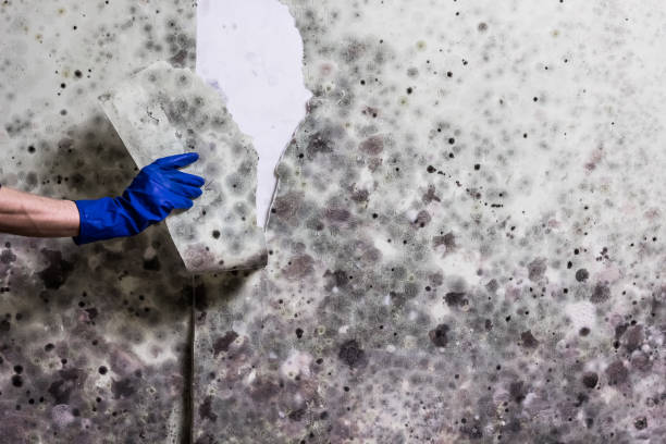 Best Certified Mold Removal  in Camp Springs, MD