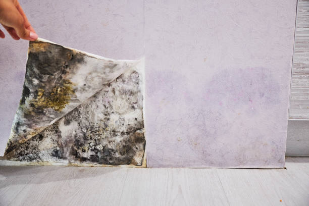 Best Mold Remediation Experts  in Camp Springs, MD